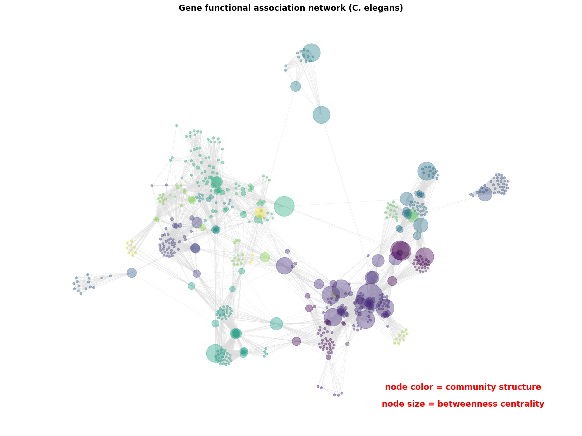 Gene functional association network (C. elegans)